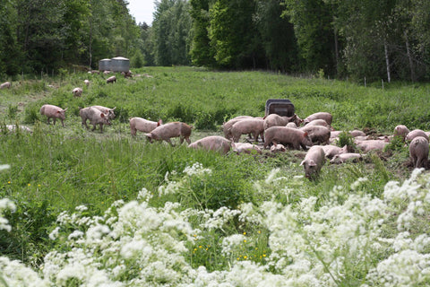 Smålandskorv nitritfri 450g